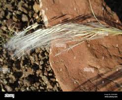 Image result for Stipagrostis hirtigluma