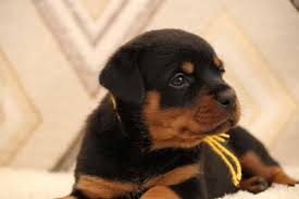 Look at pictures of rottweiler puppies who need a home. Rottweiler For Sale In The City Of Penza Russian Federation Price 396 Announcement 5833
