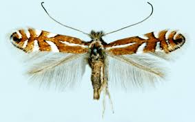 Image result for Phyllonorycter leucographellus