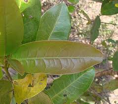 Image result for Peraceae