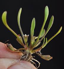 Image result for Limosella