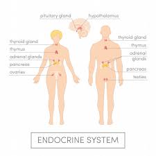 Understanding The Role Of Chakras And Glands In The Human Body