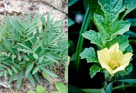 Image result for Fadogia tomentosa