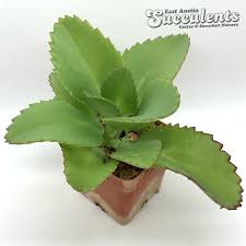 Image result for Kalanchoe crenata