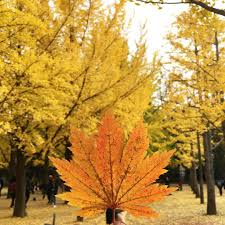 Hari ni aku nak kongsi persiapan aku untuk ke korea selatan or seoul pada penghujung oktober ini. Lurima Travel Musim Luruh Dimana Daun Maple Dan Ginkgo Facebook