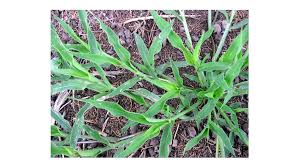 Image result for Urochloa panicoides