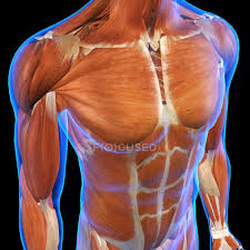 The serratus anterior muscles are not always included in the anatomy of the chest and many don't consider them to be one of the chest muscles. Male Chest And Abdomen Muscles On Black Background Thorax Muscular System Stock Photo 200636540