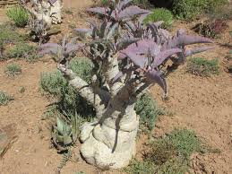 Image result for Cyphostemma hereroense