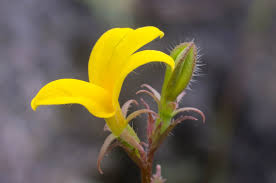 Image result for Monopsis