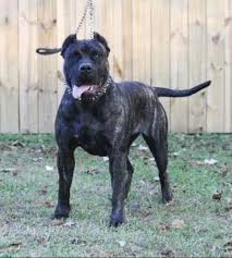 Presa canario's are agile, protective, and courageous when looking for a presa canario puppy that is for sale, you want to make sure you are buying from a legitimate breeder. Presa Canario Breeders In Nc Exotic French Bull Dog Breeders In Nc
