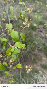 Image result for Croton dichogamus