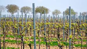 Astăzi făinarea atacă toate podgoriile lumii. Viticultura In Romania Cele Mai Apreciate Soiuri De Struguri Farmbee