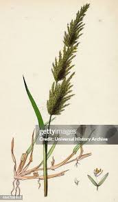 Image result for Agrostis epigejos