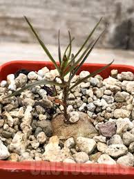 Image result for Brachystelma