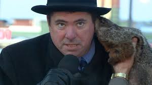 Jimmy, the ear-biting Sun Prairie groundhog, released as handler seeks  proper licenses
