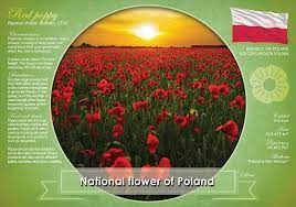 The philippines also have a national flower called the anahaw. National Flower Of Poland Postcards Market