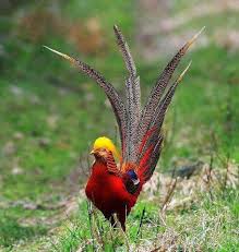 Bird With Colorful Feathers Name Pin On Colorful Feathers
