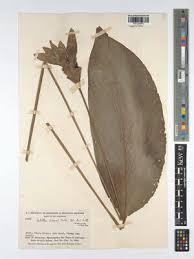 Image result for Selaginella vanderystii