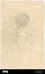 Image result for Protea gaguedi