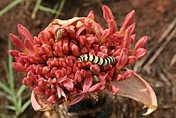 Image result for Boophone