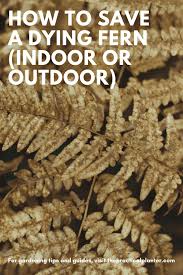 We did not find results for: How To Save A Dying Fern Indoor Or Outdoor The Practical Planter