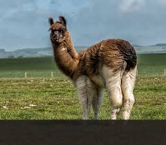Llamas were traditionally used as transport animals to carry the last of the camel family is the vicuña. Origin History Facts West Wight Alpacas