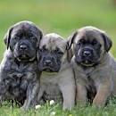 PuppyFind | English Mastiff Puppies for Sale