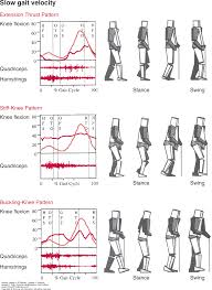 Examination Of Gait Physical Rehabilitation 6e F A