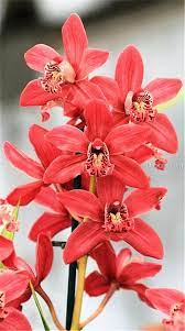 100pcs Cymbidium Orchid Cymbidium Seeds Bonsai Flower Seeds 22 Colors To Choose Plant For Home Garden Singleco Orchid Flower Beautiful Flowers Flower Seeds