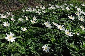 I fiori sono bianchi, numerosi, fra marzo ed aprile creano siepi molto fitte. Zainoinspalla La Natura In Montagna Fiori Inverno