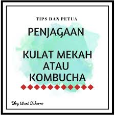 Anak cendawan mekah @ tehkombucha boleh di beli melalui kami dengan menghubungi wassap encik kamarul. Tips Dan Petua Penjagaan Cendawan Mekah Di Rumah