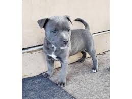 Find pit bull terriers for sale in san diego on oodle classifieds. Blue Pitbull Puppies For Adoption Near Me Off 62 Www Usushimd Com