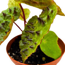 Image result for Berkheya ferox