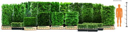 Most cultivars will grow in full sun to a half day of shade. Hedge Sizes Tall Privacy Hedges Medium Hedges Low Hedges