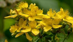 From new latin hypericum, from ancient greek ὑπερικόν (huperikón). Iperico Hypericum Perforatum L Guttifere Dr Hauschka Cosmetics Tesori Della Natura Trasformati Per Te