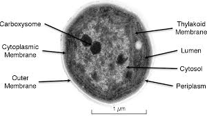 Maybe you would like to learn more about one of these? Figure 1 1 From Genome Mutation And Physiology Of Synechocystis Sp Pcc 6803 Wild Types And Ph Sensitive Photosystem Ii Mutants Semantic Scholar