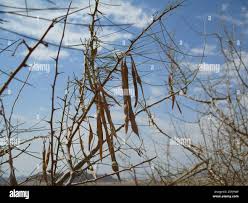 Image result for Parkinsonia africana