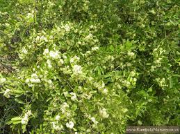 Image result for Gymnosporia glaucophylla