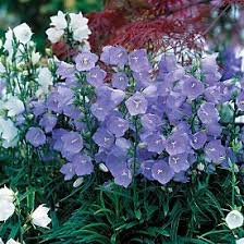 Campanula Persicifolia Takion Blue 2011 16 20 Lowes Bellflower Plant Plants Bellflower