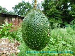 Image result for Momordica repens