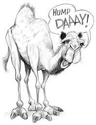 Pin On Camels