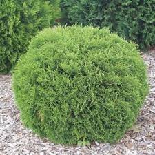 Maybe you would like to learn more about one of these? Cryptomeria Globosa Nana Shrubs For Sale Fastgrowingtrees Com
