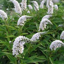 Check spelling or type a new query. Gooseneck Loosestrife Finegardening