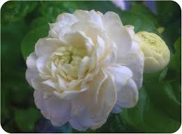 Image result for Jasminum bakeri