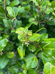 Image result for Chionanthus foveolatus