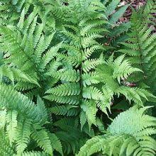 Ferns For Sale Woodland Garden Hardy Fern Plants Woodland Ferns Fern Plant Plants Dry Shade Plants