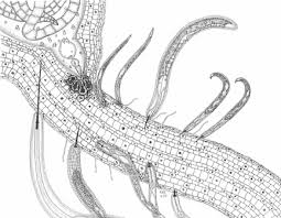 Image result for Nematopoa