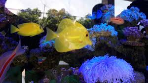Siapa yang tidak mengenal jenis ikan hias air laut ini yang sudah sangat mendunia. Yuk Berburu Aneka Ikan Hias Air Tawar Dan Laut Di Tempat Promosi Hasil Perikanan Cengkareng Tribun Jakarta