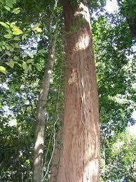 Nama saintifik pokok meranti merah. Meranti Paang Wikipedia Bahasa Melayu Ensiklopedia Bebas