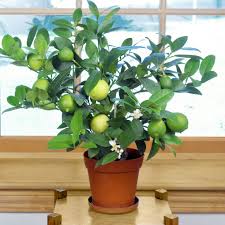 Image result for Citrus × aurantiifolia